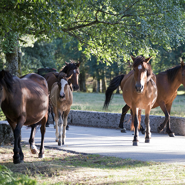 Wild horses roaming Peneda-Gerês